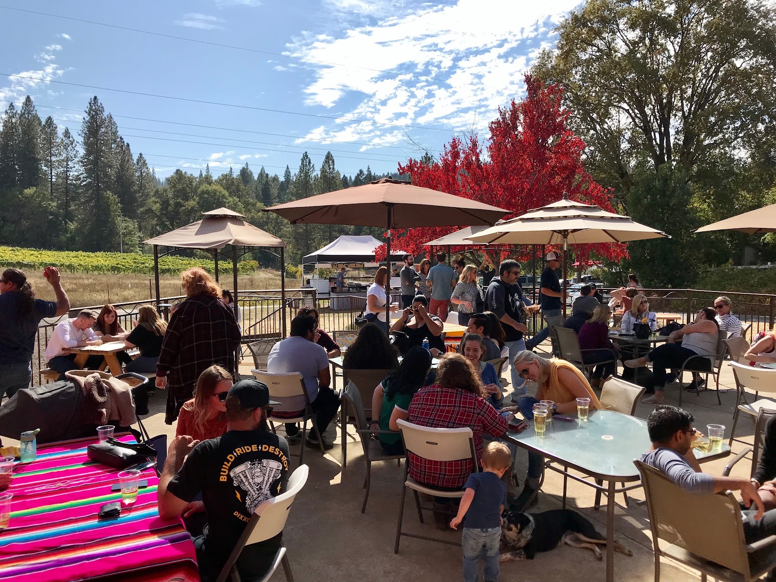 North Canyon Cider Company apple orchard in Camino, California