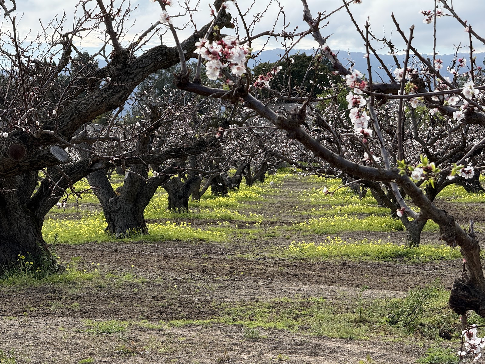 Orchard Heritage Park (Apricot Orchard Barn) apple orchard in Sunnyvale, California