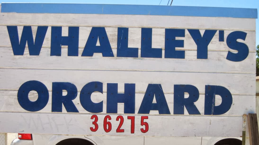 Whalley's Orchard apple orchard in Littlerock, California