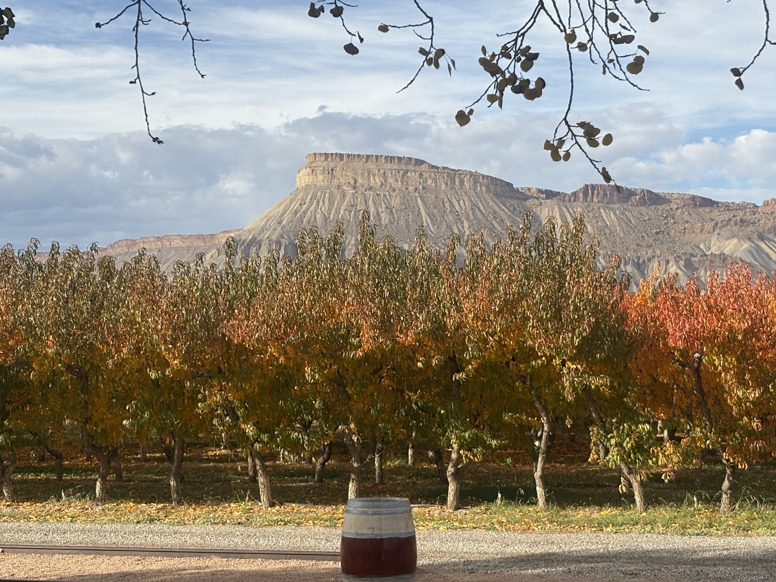 High Country Orchards Palisade Peaches apple orchard in Palisade, Colorado