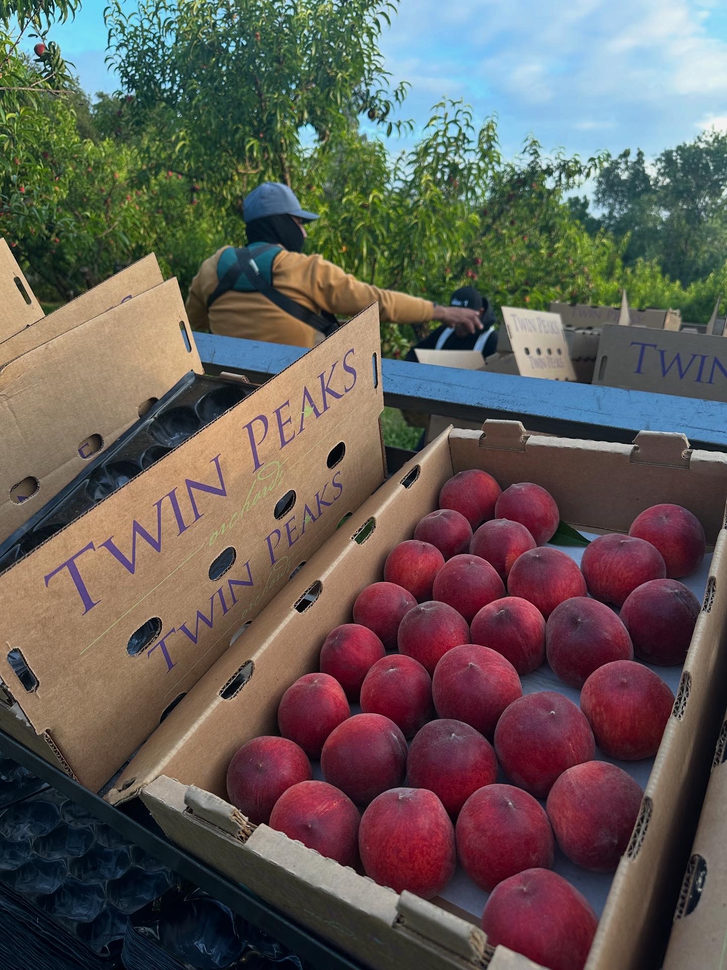 Twin Peaks Orchards apple orchard in Newcastle, California