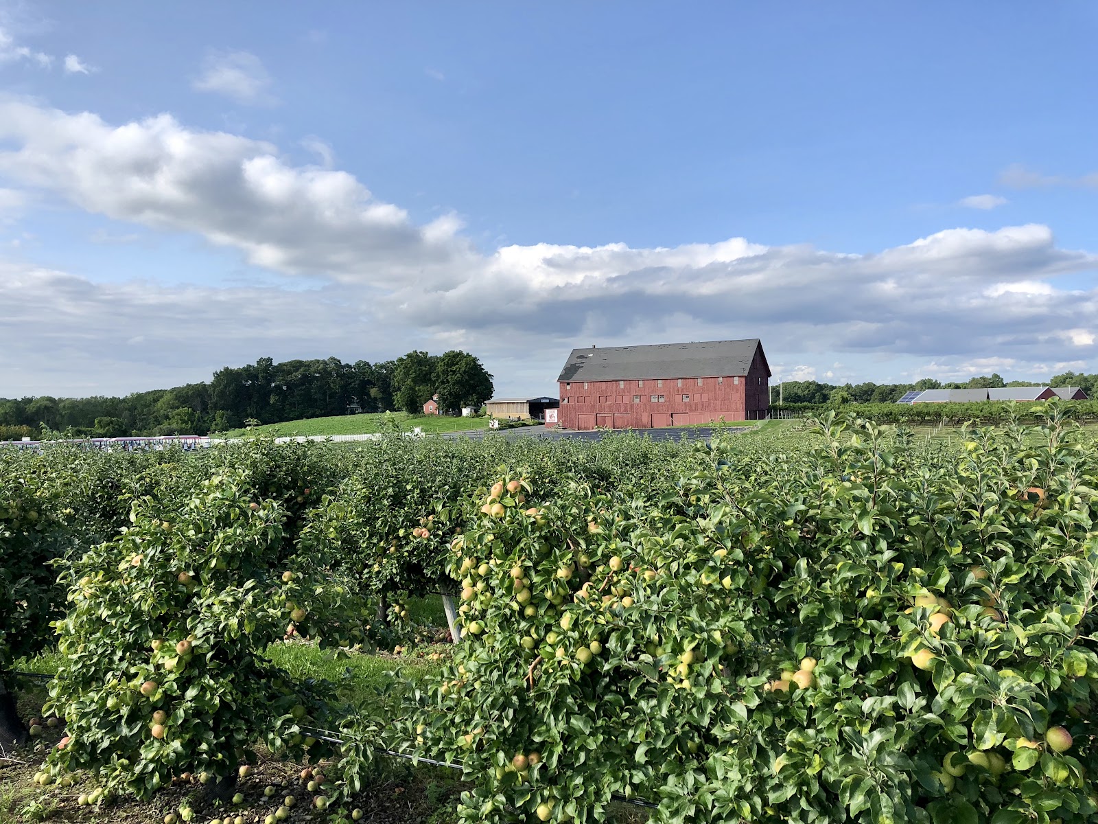 Belkin Family Lookout Farm - U-Pick Orchard - Taproom, Outdoor Dining and Market apple orchard in Natick, Massachusetts