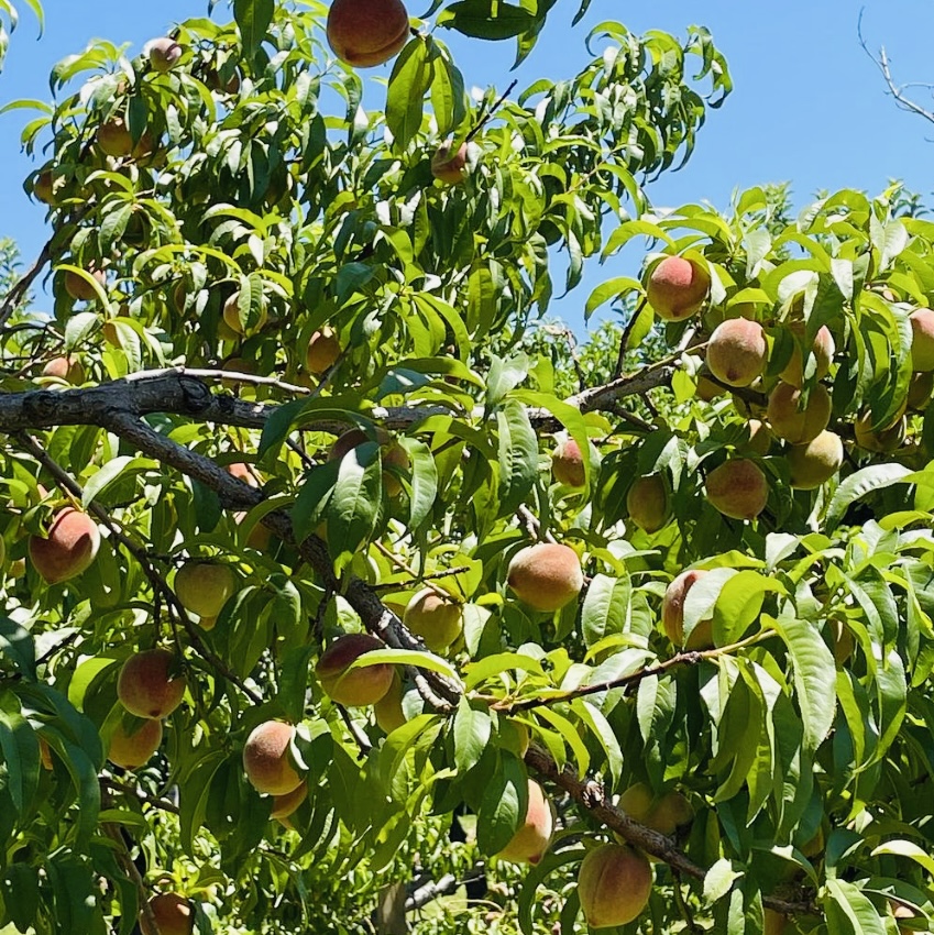 Montoya Orchard apple orchard in Velarde, New Mexico
