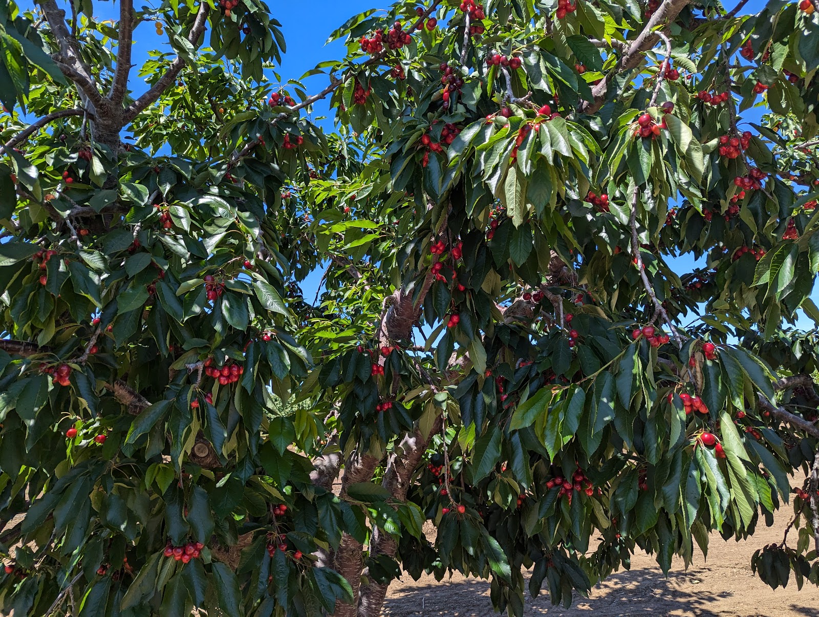 Mariani Orchards Harvest Experience apple orchard in Morgan Hill, California
